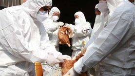 تنتقل إلى البشر.. سلطات نامبيا ترصد سلالة مميتة من «إنفلونزا الطيور»