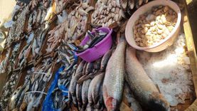 «تبدأ من 30 جنيها».. انخفاض أسعار الأسماك في أسواق المنوفية (فيديو)
