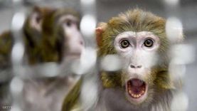 مرض جدري القرود يصل لأول دولة في الشرق الأوسط