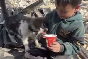 طفل فلسطيني يطعم قطة وسط حطام منزل أسرته المدمر في غزة