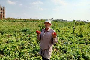 صورة حصاد الطماطم في كفر الشيخ