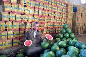 صورة البطيخ في أسواق كفر الشيخ خاص