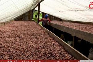 صناعة الكاكاو