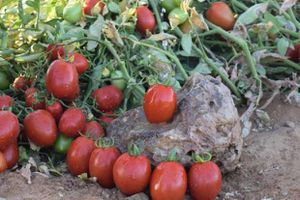 صورة لزراعة الطماطم
