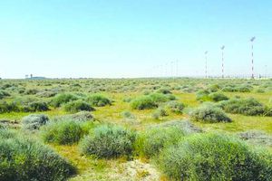 النباتات الفطرية التي رصدتها الجمعية الكويتية لحماية البيئة