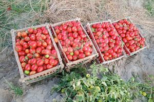 صورة الطماطم في كفر الشيخ