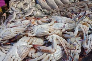 أسعار السمك اليوم السبت 11-3-2023 في مصر