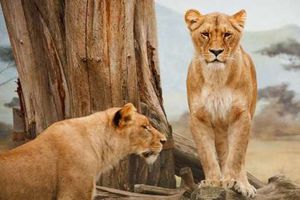خبراء البيئة: السياحة فى أفريقيا تقتل الحيوانات