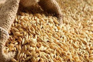 أسعار الأرز الشعير اليوم في الأسواق
