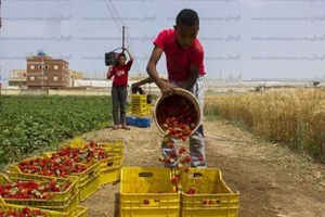 جمع محصول الفراولة