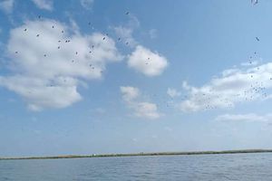 صورة للطيور المهاجرة ببحيرة البرلس