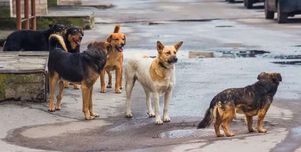 تركيا تفرض حجرا صحيا على بعض الأحياء السكنية.. ما علاقة الكلاب الضالة؟