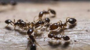 3 طرق طبيعية للتخلص من النمل بطريقة آمنة.. وداعا للإزعاج داخل منزلك
