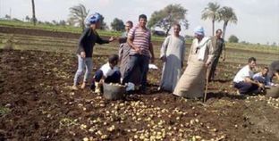 زيادة المساحة المزروعة هذا العام تسببت فى انخفاض أسعار البطاطس