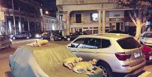 انتشار الكلاب الضالة.. مشكلة تؤرق الشارع المصرى
