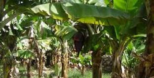 الفلاحون: منع زراعة الموز فى الدلتا "غير مبرر".. والرى بالتنقيط "شبه مستحيل"