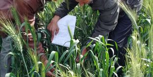 «الزراعة» تتابع آفات محصول القمح في الدلتا