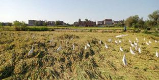 زراعة الأرز بكفر الشيخ