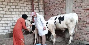 بالصور الطب البيطري بالغريية تحصين 194ألف رءوس ماشية ضد الحمي القلاعية