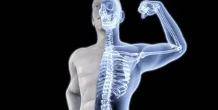 عظام جسم الإنسان