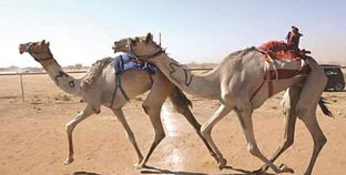 سباق الهجن في العريش- صورة أرشيفية