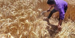 أسعار القمح اليوم يزيد البهجة بموسم الحصاد في مصر - أرشيفية