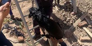 إنقاذ كلب من بيارة صرف صحي بمدينة أرمنت بالاقصر