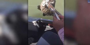بالفيديو| صياد يعثر على "ثعبان حي" داخل سمكة