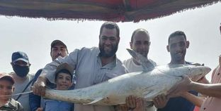 أسماك القرش مع صيادين الاسكندرية