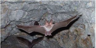 الخفافيش أحد مصادر فيروس كورونا