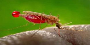 مرض الملاريا