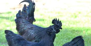 بالصور| طفرة جينية تلوّن "دجاجة" بـ"الأسود"