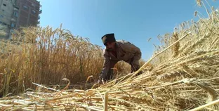فرحة المزارعين بسعر أردب القمح 2024 والحصاد