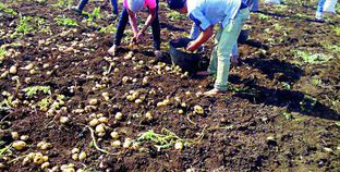انخافض في زراعة البطاطس