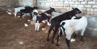 تربية صغار الماشية بكفر الشيخ