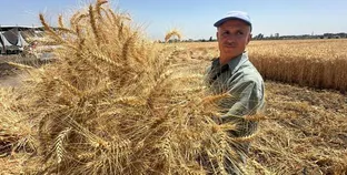 حصاد وتوريد القمح 2024 في إحدى المحافظات - أرشيفية