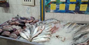 أسعار السمك البلطي اليوم