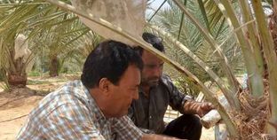 مكافحة سوسة النخيل بحملات حقن ورش في جنوب سيناء
