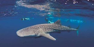 القرش الحوتى المسالم «بهلول»