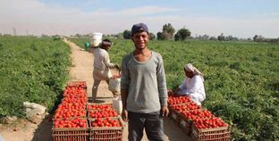 زراعات الطماطم