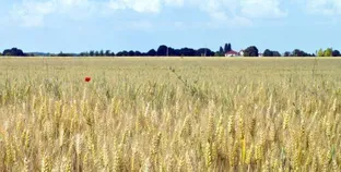 الزراعة التعاقدية ساهمت فى زيادة إنتاجية «القمح والذرة» وعدد من المحاصيل