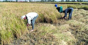 عمال يجمعون الأرز
