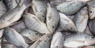 اسعار الأسماك اليوم