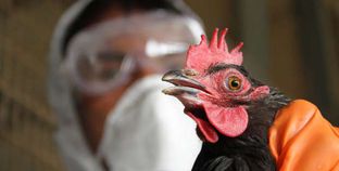 إنفلونزا الطيور-صور أرشيفية