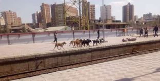 كلاب ضالة وحمار برصيف محطة قطارات المحلة