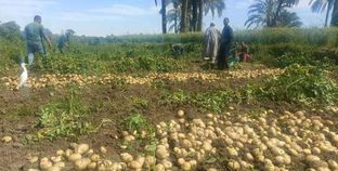حصاد البطاطس الصيفي في المنيا