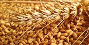 حصاد محصول القمح