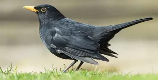 تفسير حلم رؤية الطيور السوداء في المنام