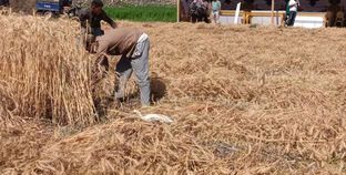 موسم حصاد وتوريد القمح 2024 بمحافظة الفيوم