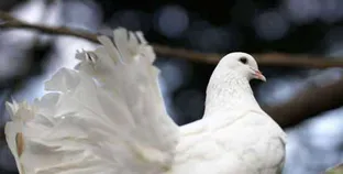 تفسير حلم رؤية طائر أبيض في المنام لابن سيرين